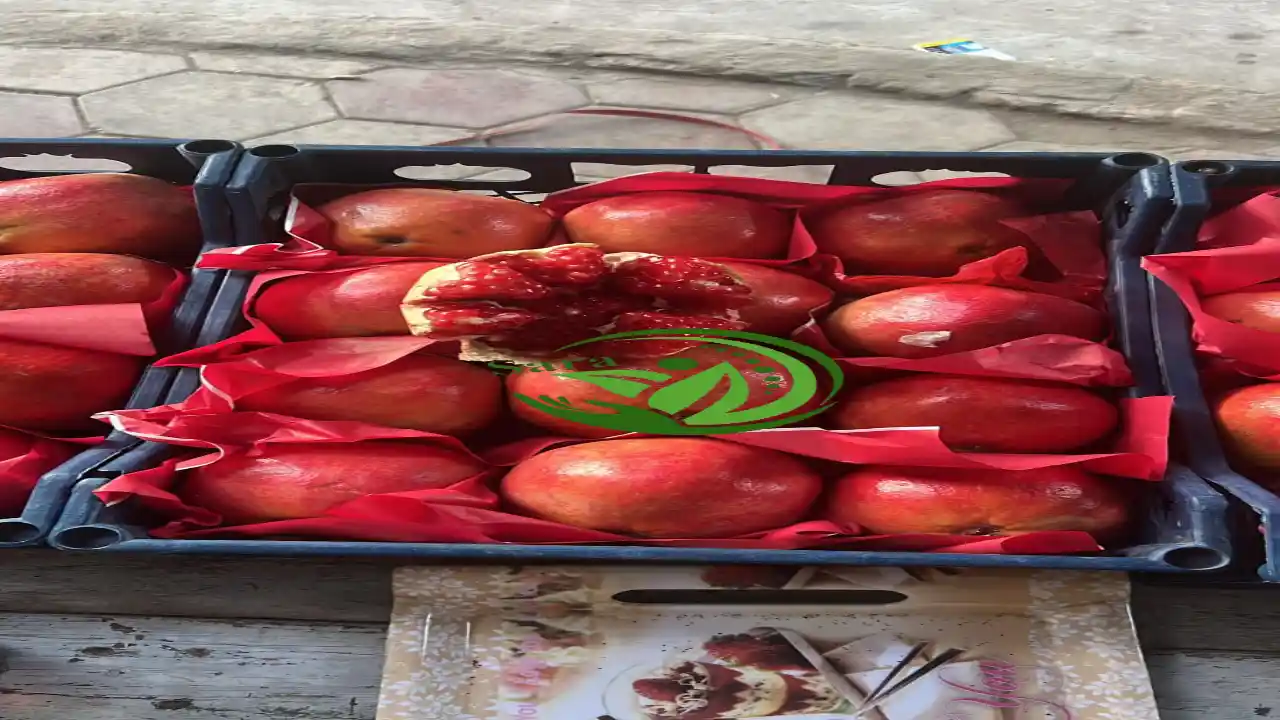 Fresh Pomegranate Export from Egypt